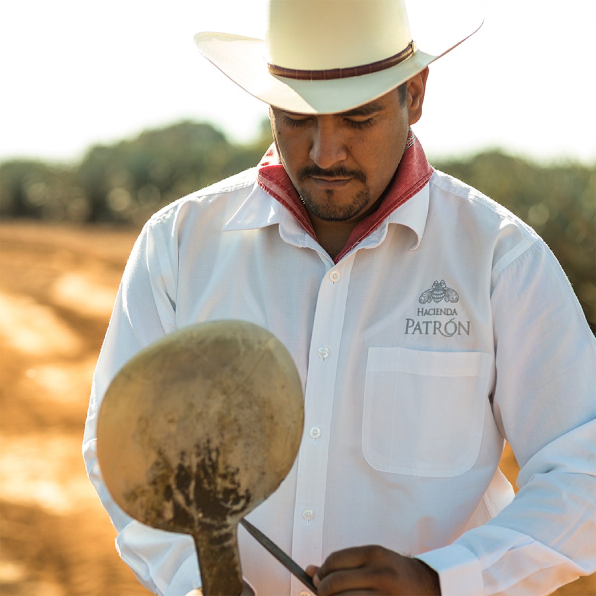 Jimador at the Hacienda Patrön harvesting Blue Weber agave.