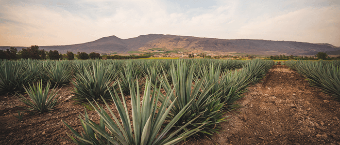 ¿Qué es un tequila añejo?
